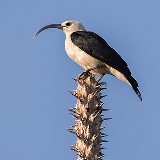 Ifaty - Reniala - Sickle-billed vanga